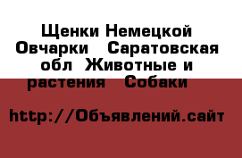 Щенки Немецкой Овчарки - Саратовская обл. Животные и растения » Собаки   